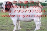 Boer Goat